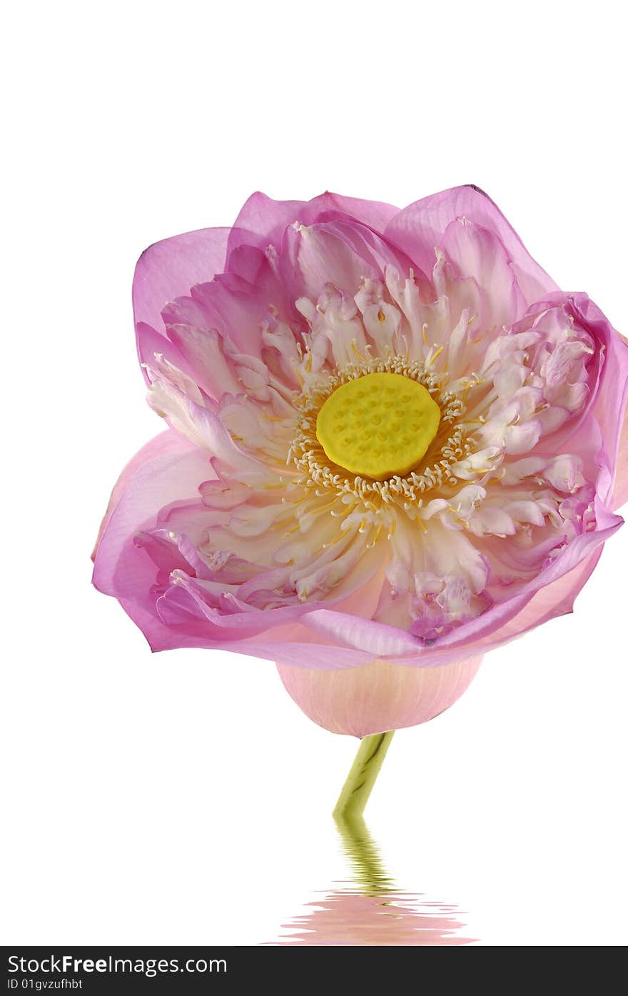 Fresh lotus on white background