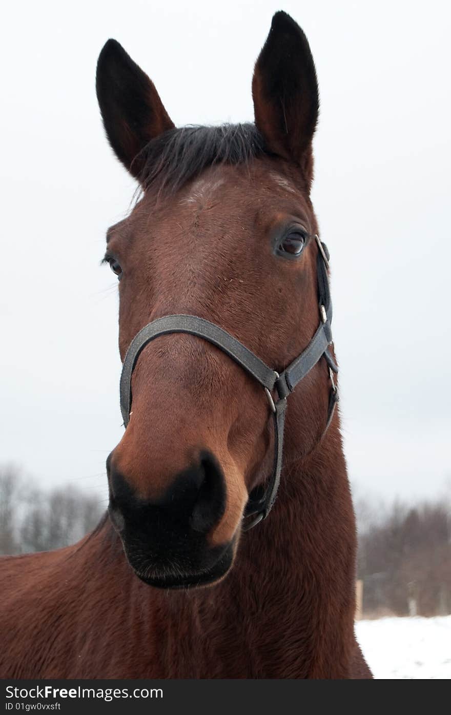 Polish hors. Winter. Bieszczady Mountains. Polish hors. Winter. Bieszczady Mountains.