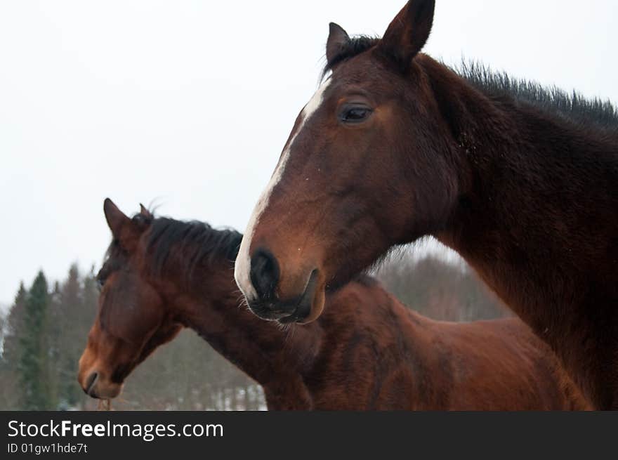 Few polish horses. Winter. Bieszczady Mountains