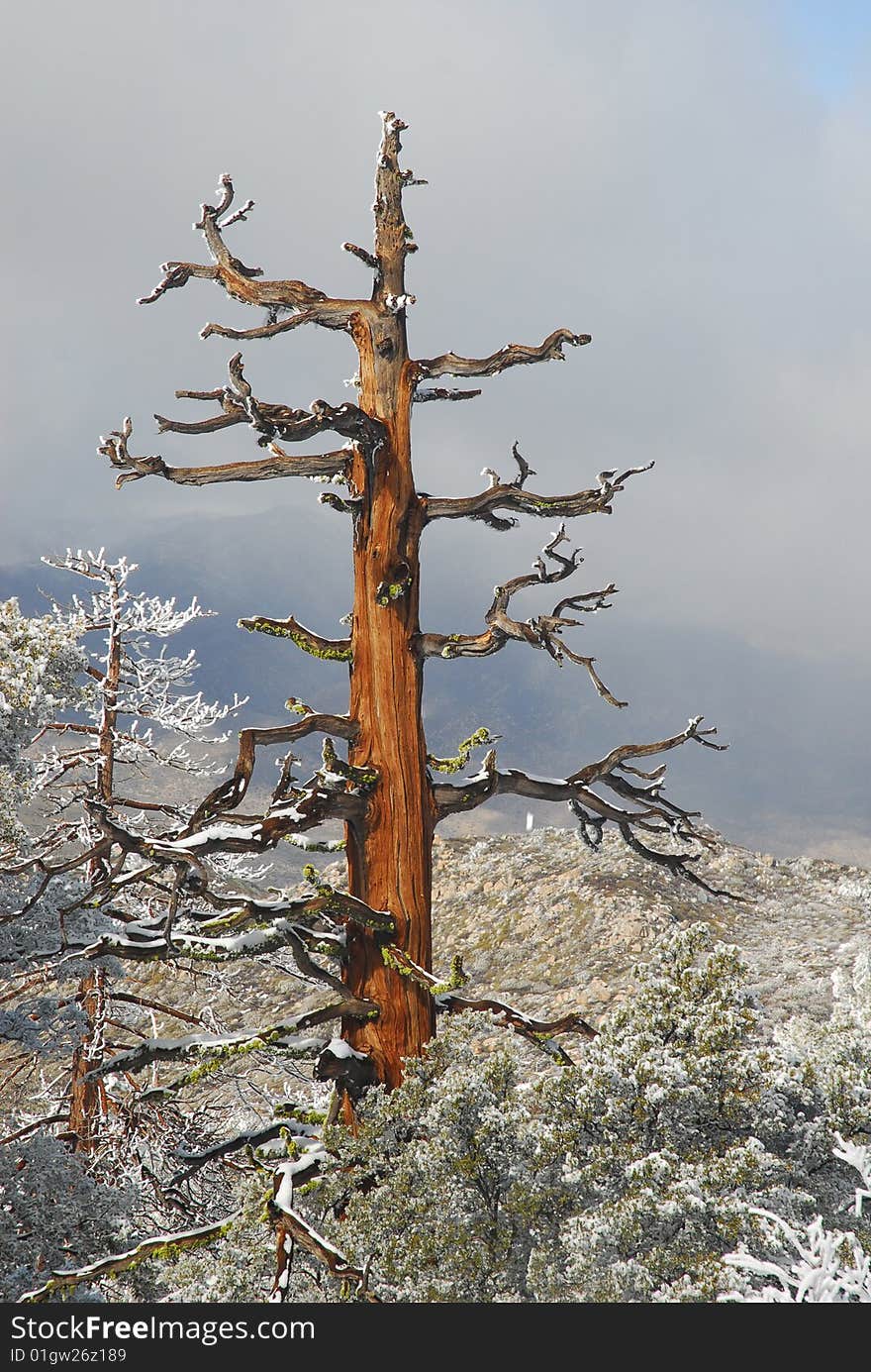 A dead incense cedar in the Santa Rosa mountains. A dead incense cedar in the Santa Rosa mountains