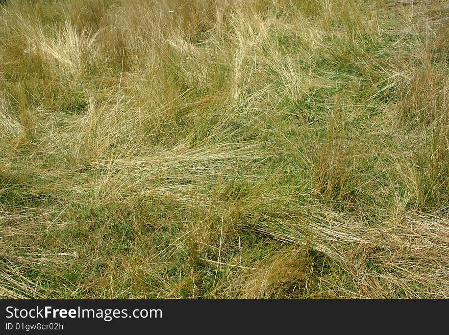 grass in late summer wind. grass in late summer wind