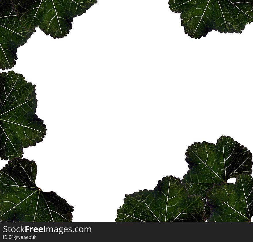 Border of Leafs