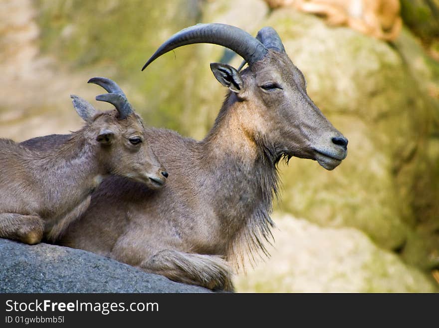 Oryx family in the city zoo