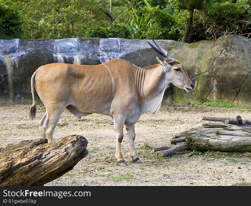 A oryx in the city zoo