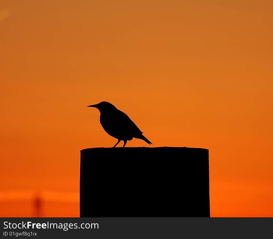 Meadowlark Silhouette