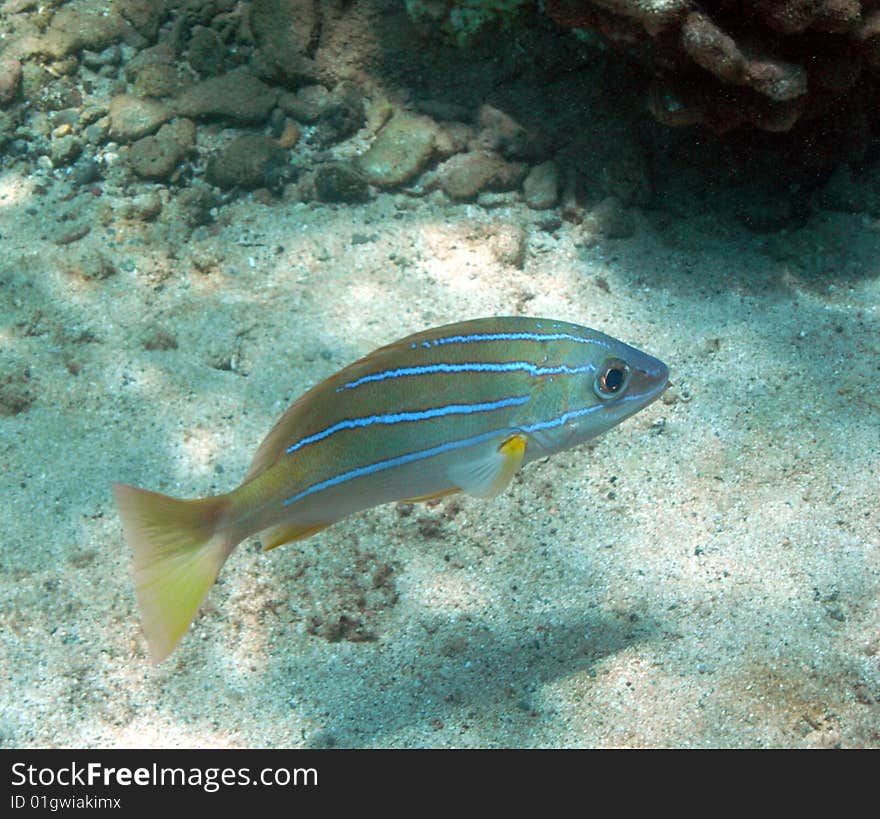 Bluestripe Snapper