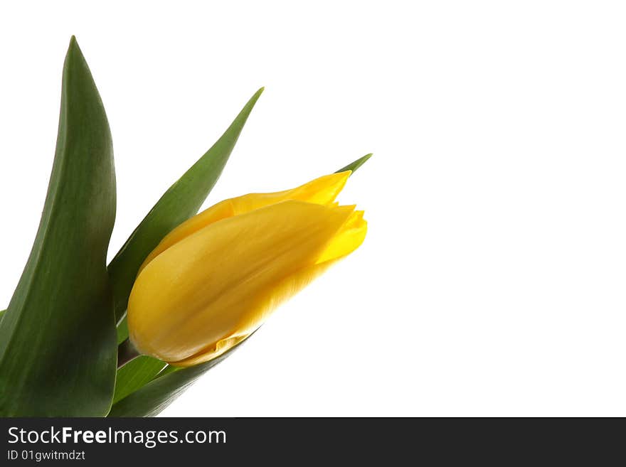 Yellow tulips on a white background. Yellow tulips on a white background.