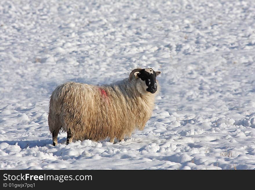 Sheep in the snow