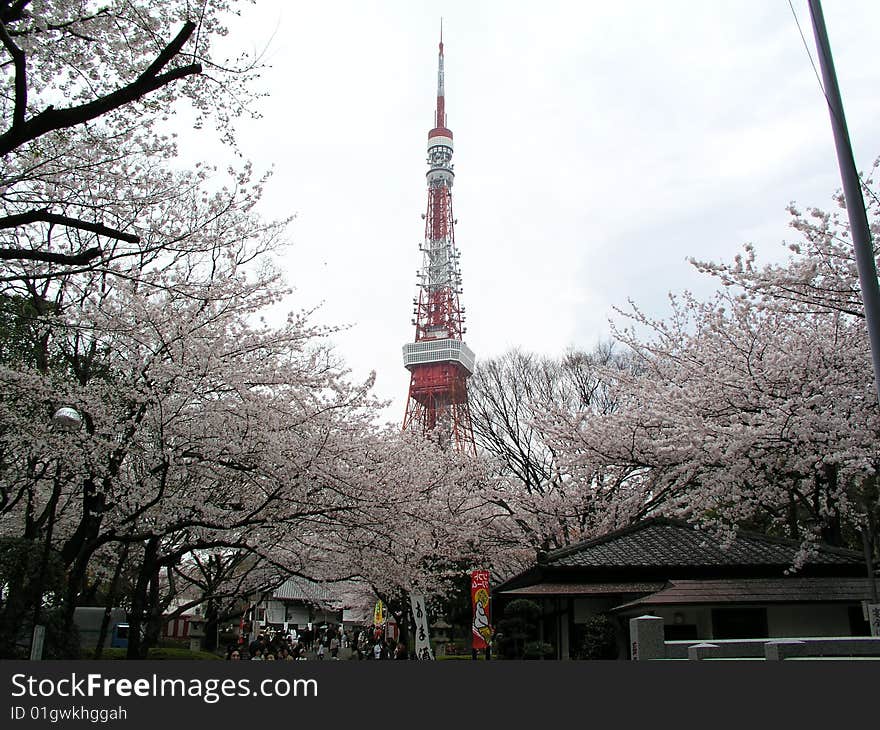 A cherry tree of Tokyo