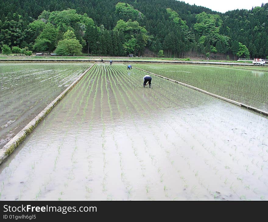 Rice-transplanting