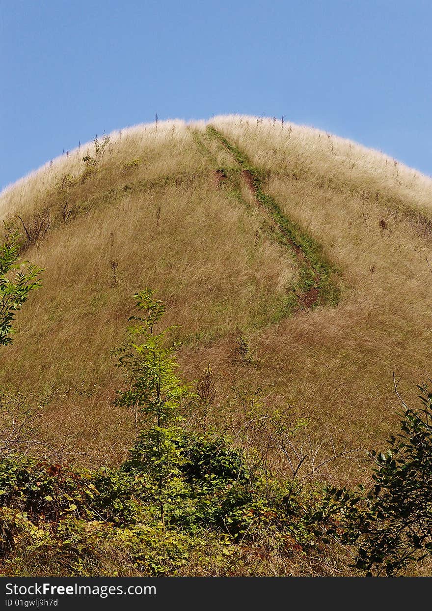 The grassy hill in summer