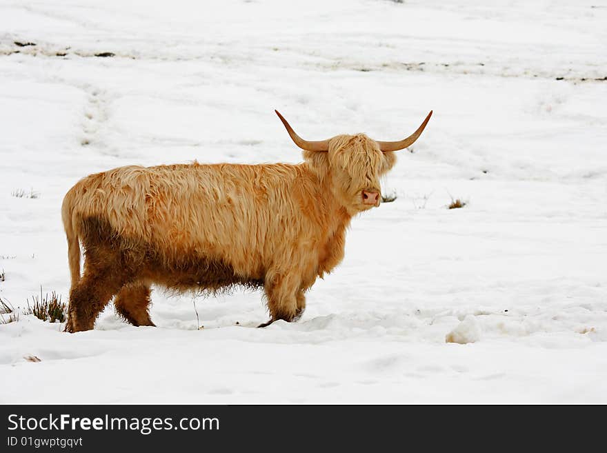 Highland Cow In The Snow