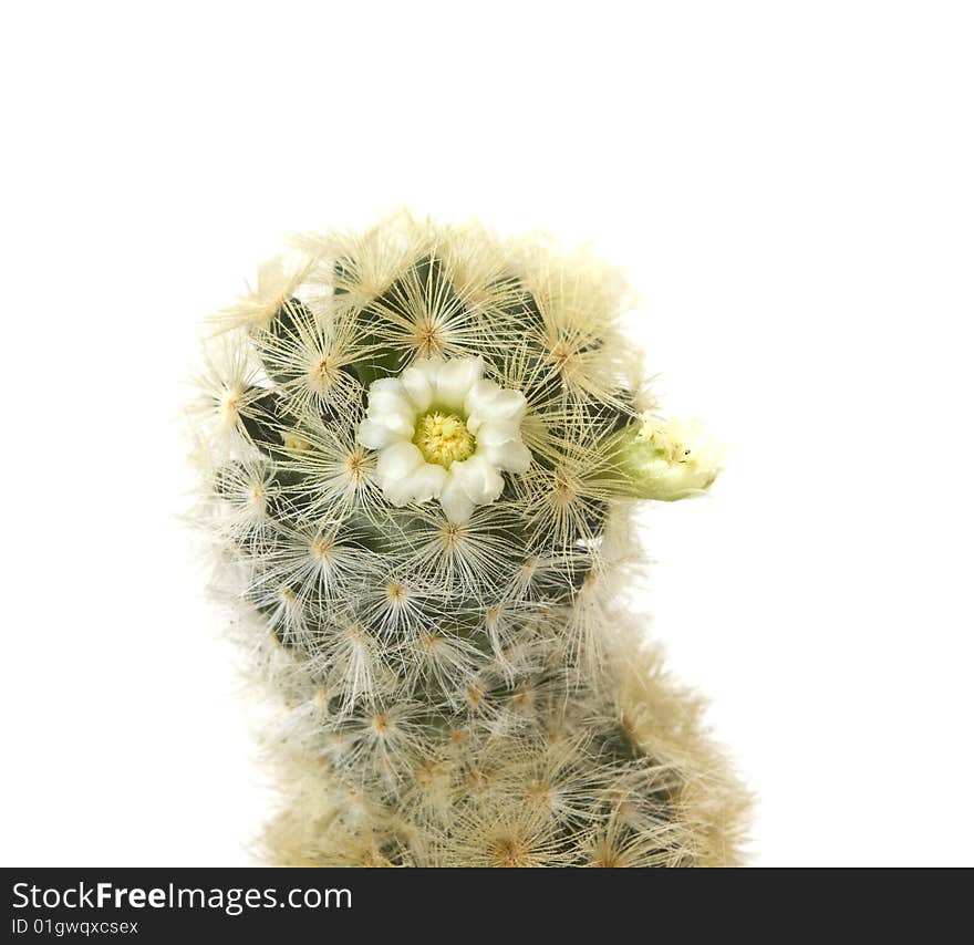 Studio shot cactus isolated on white background