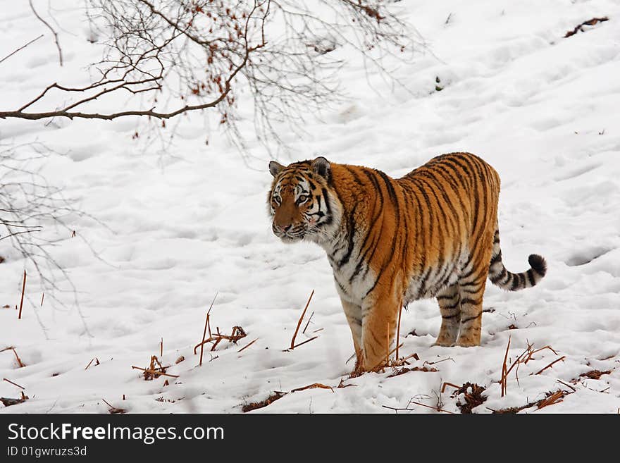 Tiger In The Snow