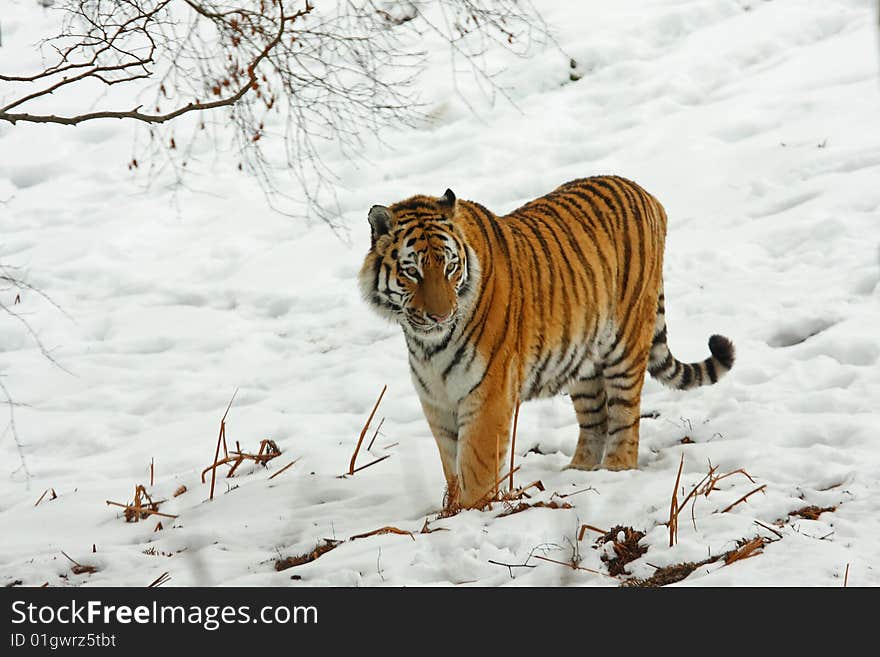 Tiger in the snow