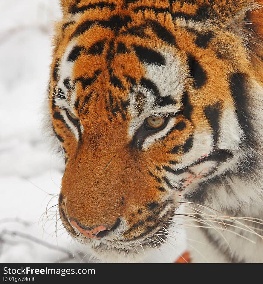 Tiger in the snow