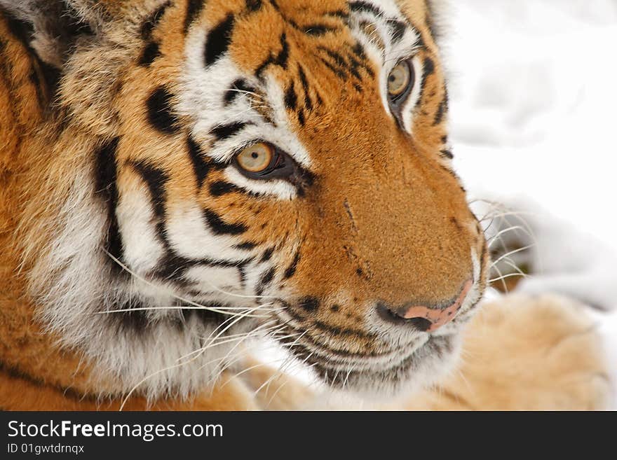 Tiger in the snow