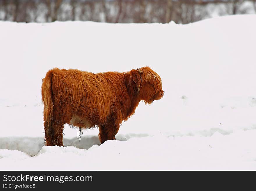 Highland cow in the snow