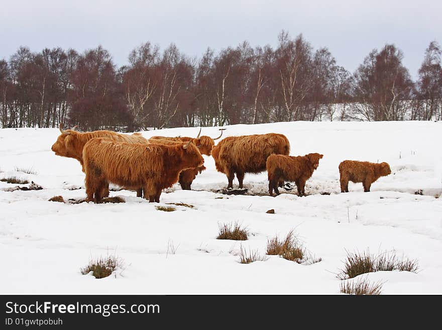 Highland cow in the snow