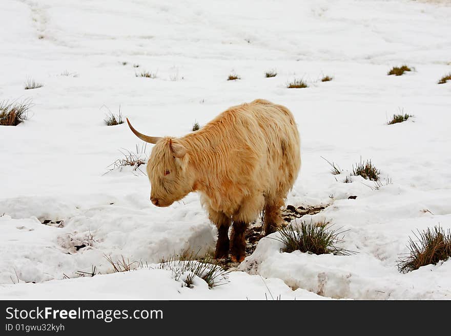 Highland cow in the snow