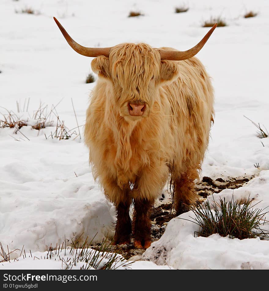 Highland cow in the snow