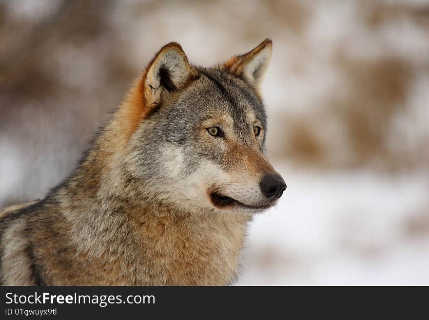 Timber wolf in the snow