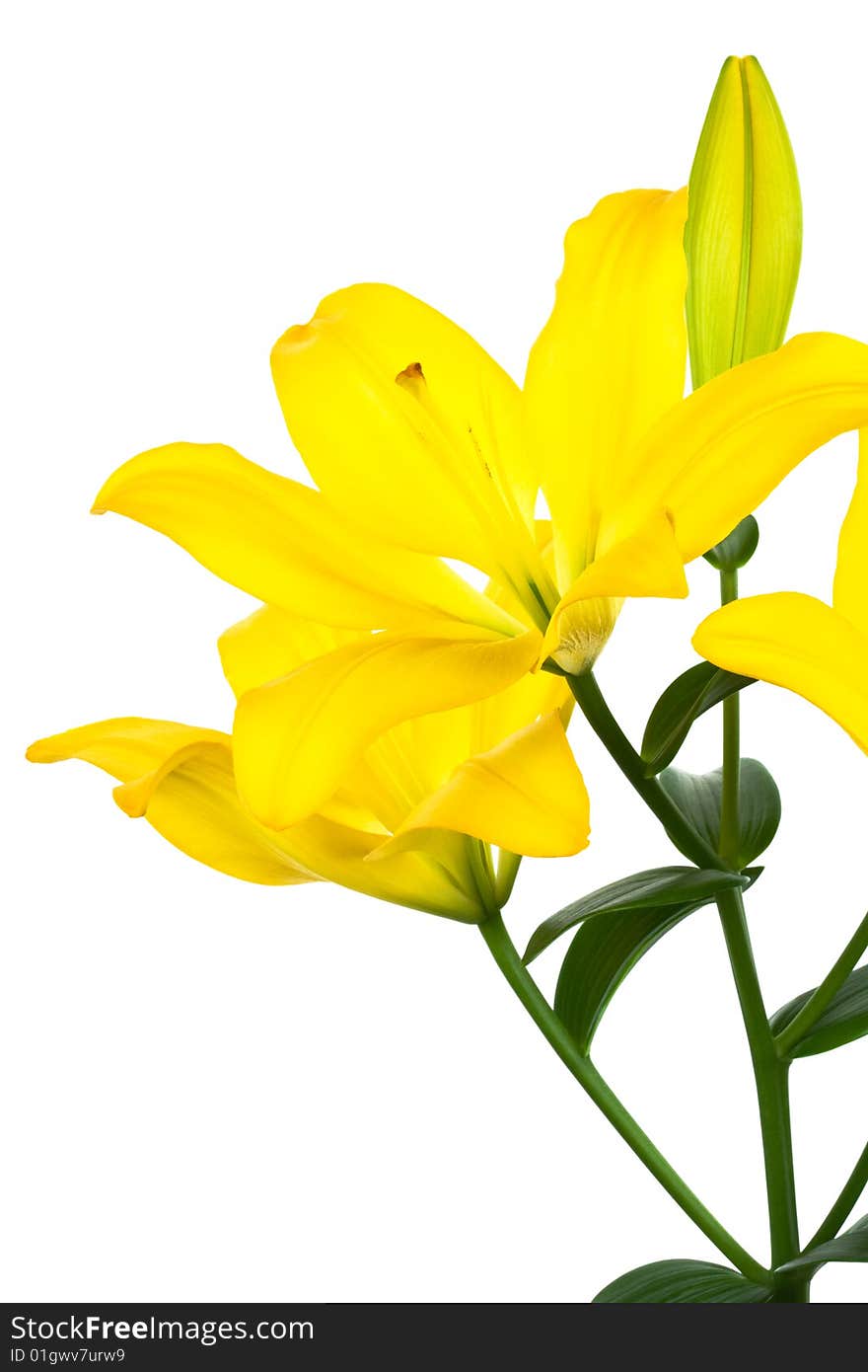 Beautiful yellow lily on a white background