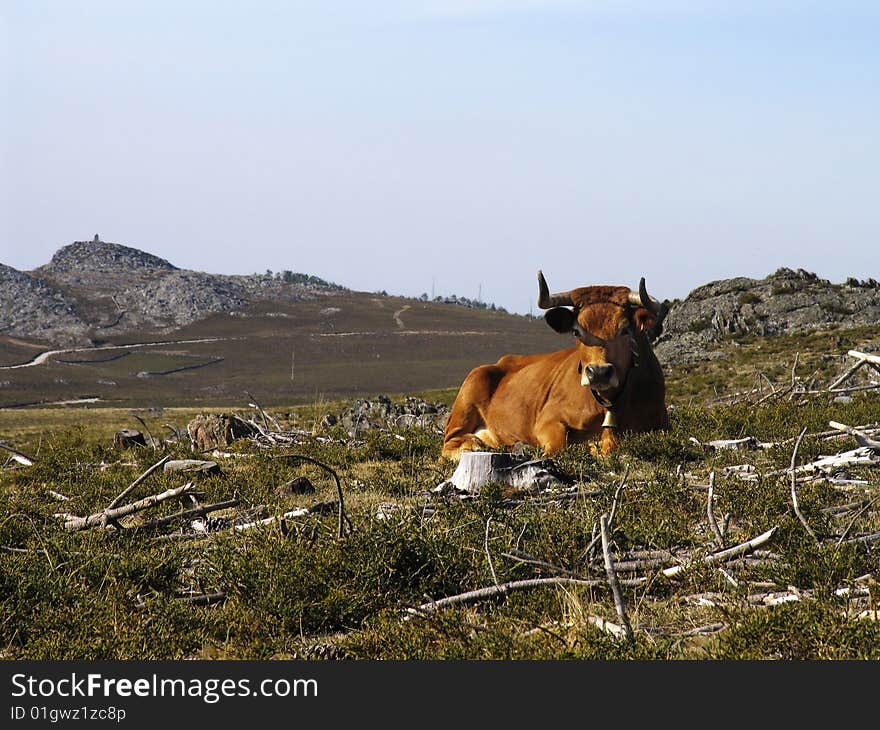 Brown cow laying on a field