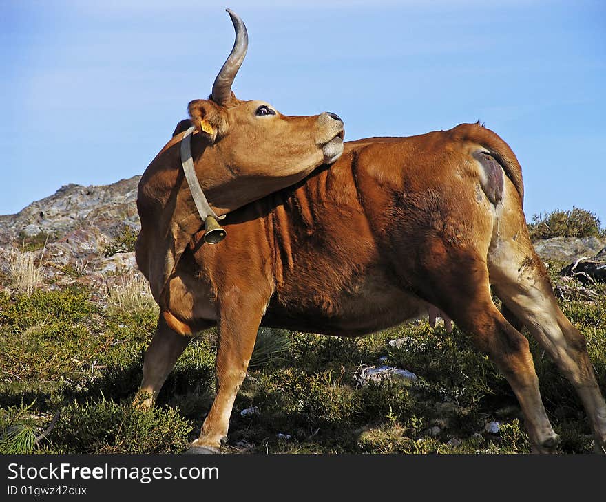 Brown cow trying to scratch its back