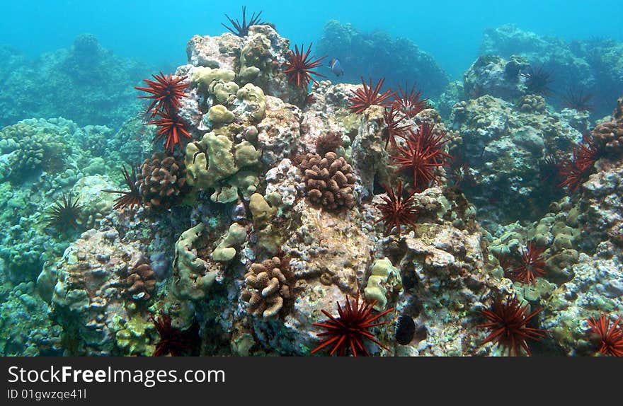 Red Urchins