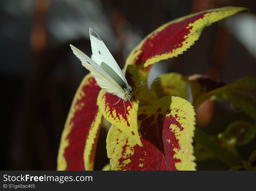 White Moth On Flower