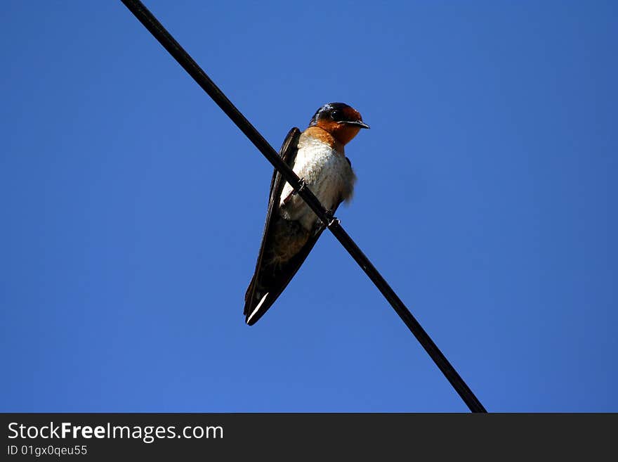 Bird on wire