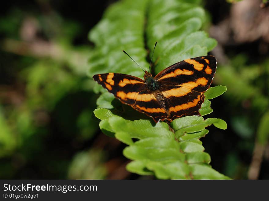 Parked in the woods among the leaves Butterfly