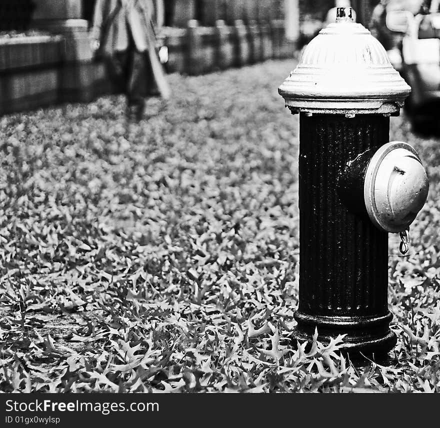 This is an image of a fire hydrant surrounded by fall leaves.