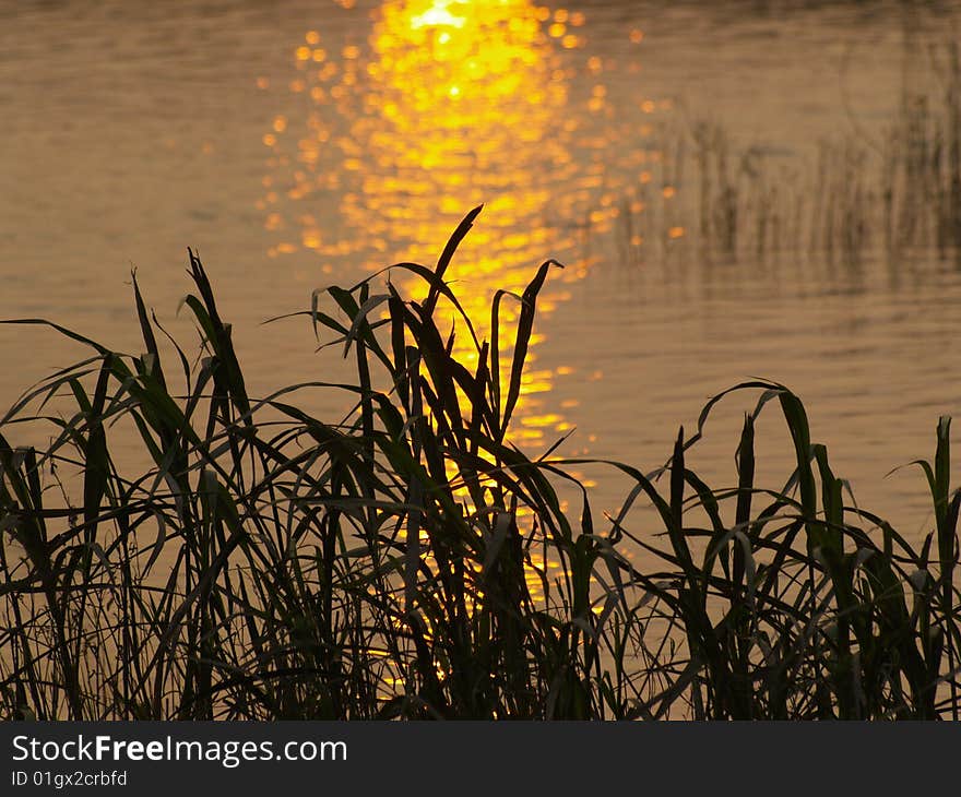 The beautiful sunset meadow waterside