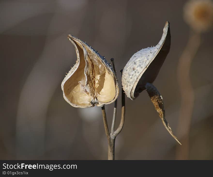 Opened milk weed seed pod