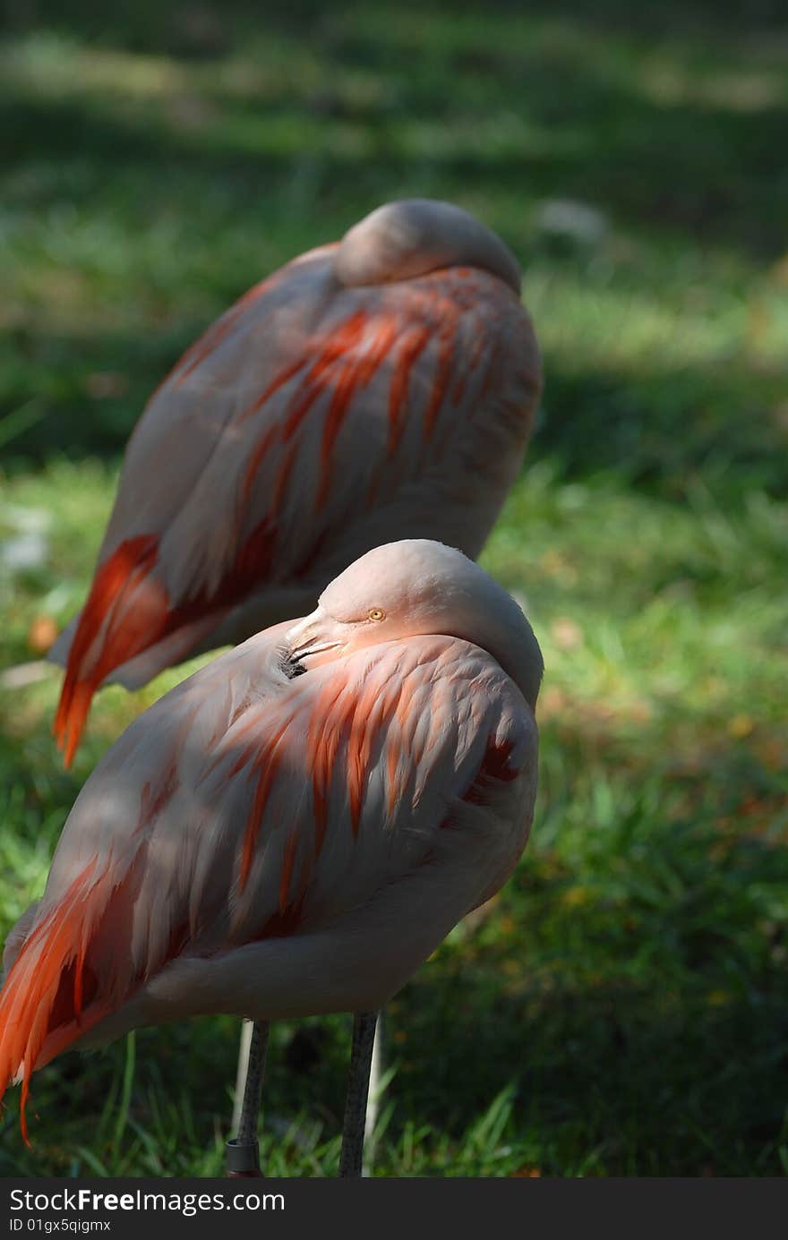 Chilean Flamingos