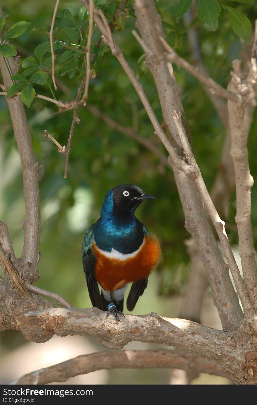 An African starling perching on a tree branch.