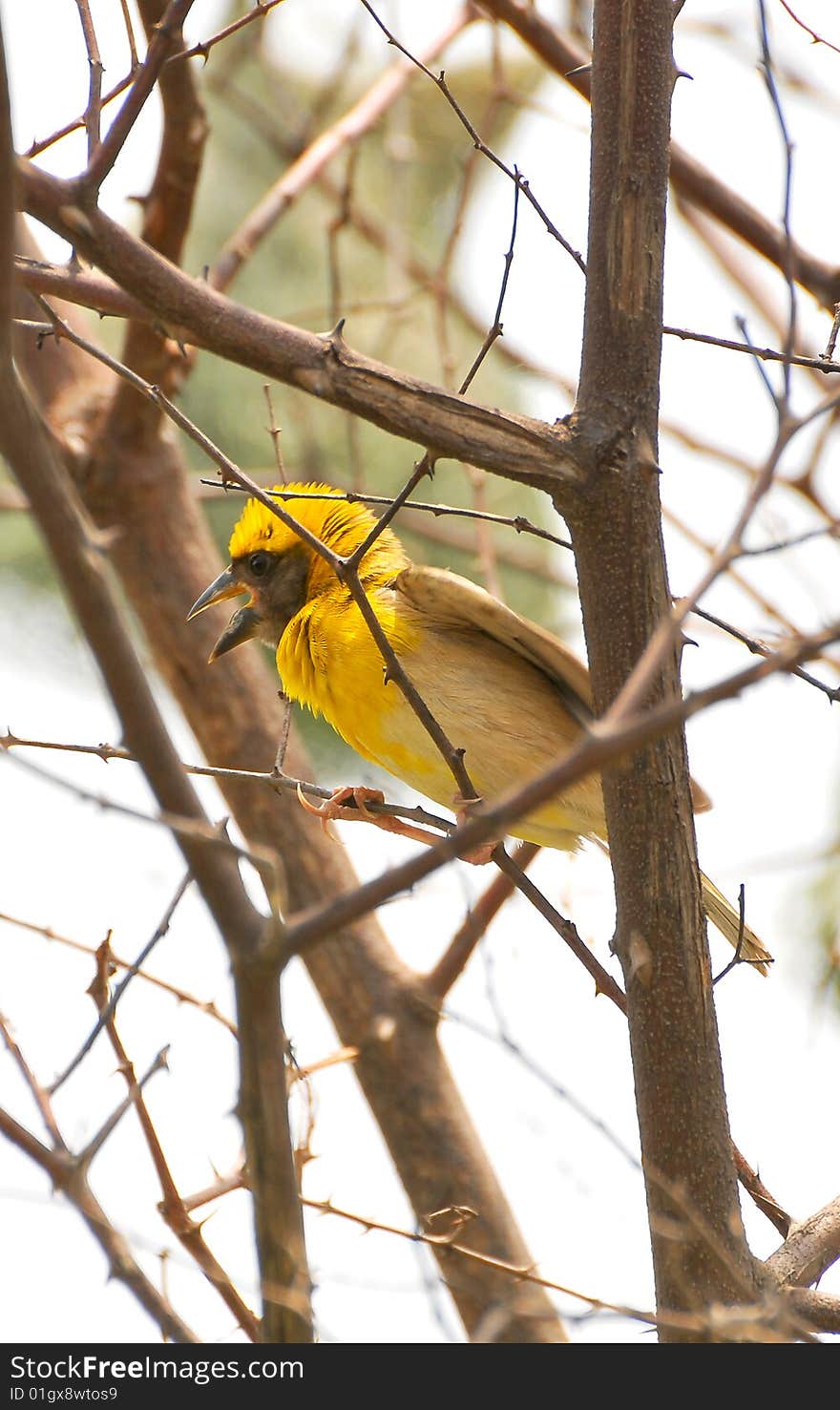 Weaver bird chirping in the tree.