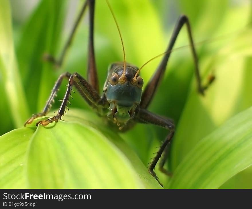 Tettigonioidea