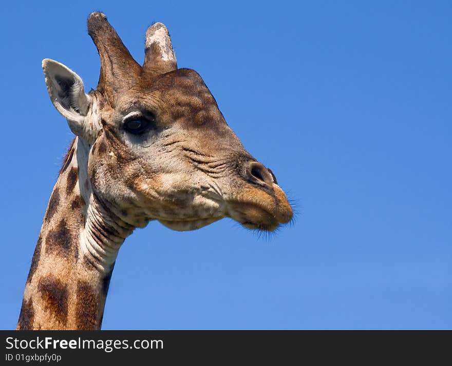 Head shot of old bull giraffe against clear blue sky