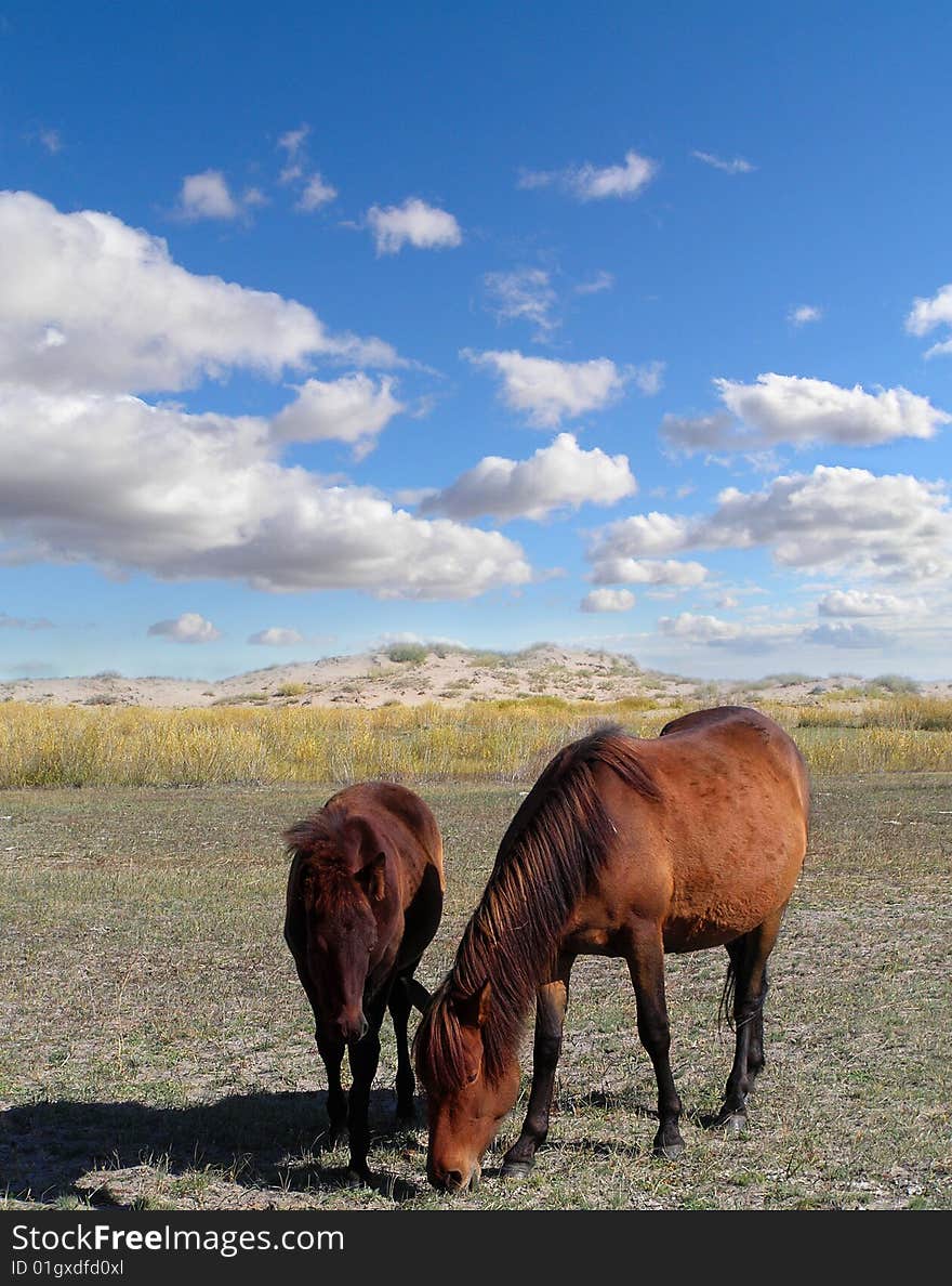 Desert horse can eat what. Desert horse can eat what