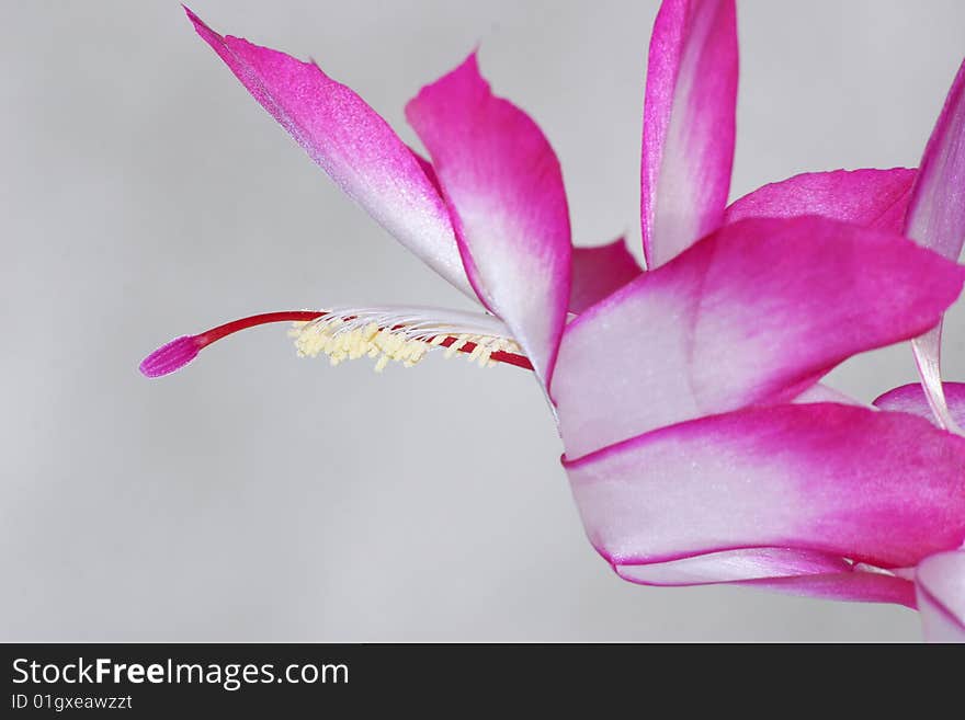 Zygocactus - Christmas Cactus Flower