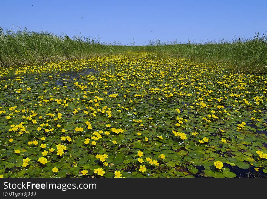 Wetland wild flowers in full bloom. Wetland wild flowers in full bloom