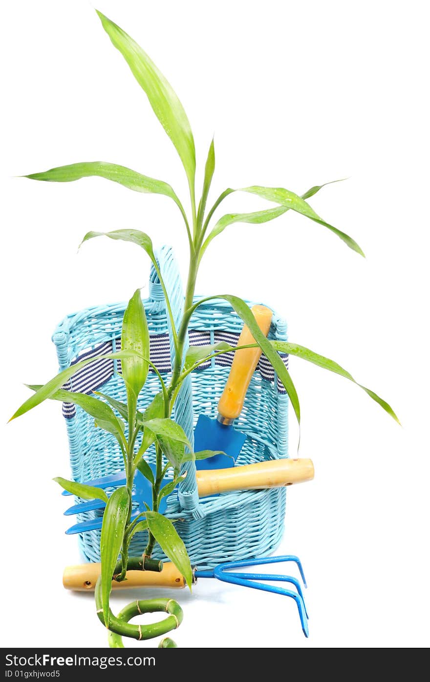 Green Plant Near Basket With Instrument