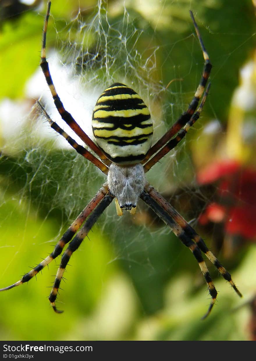 This is a hideous and ugly spider.