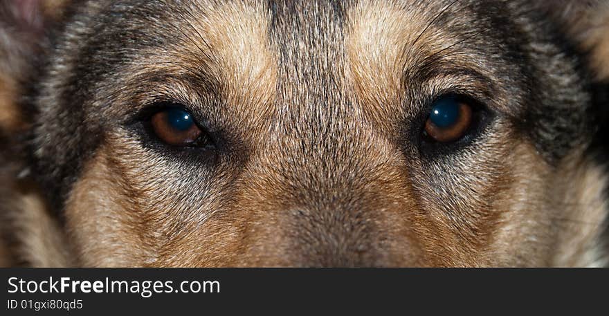 Eyes of dog close-up