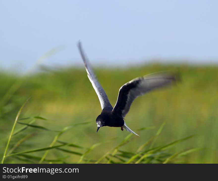 Seagull