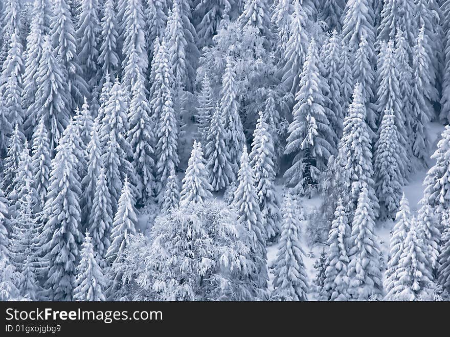 Winter landscape;Trees covered in snow. Winter landscape;Trees covered in snow