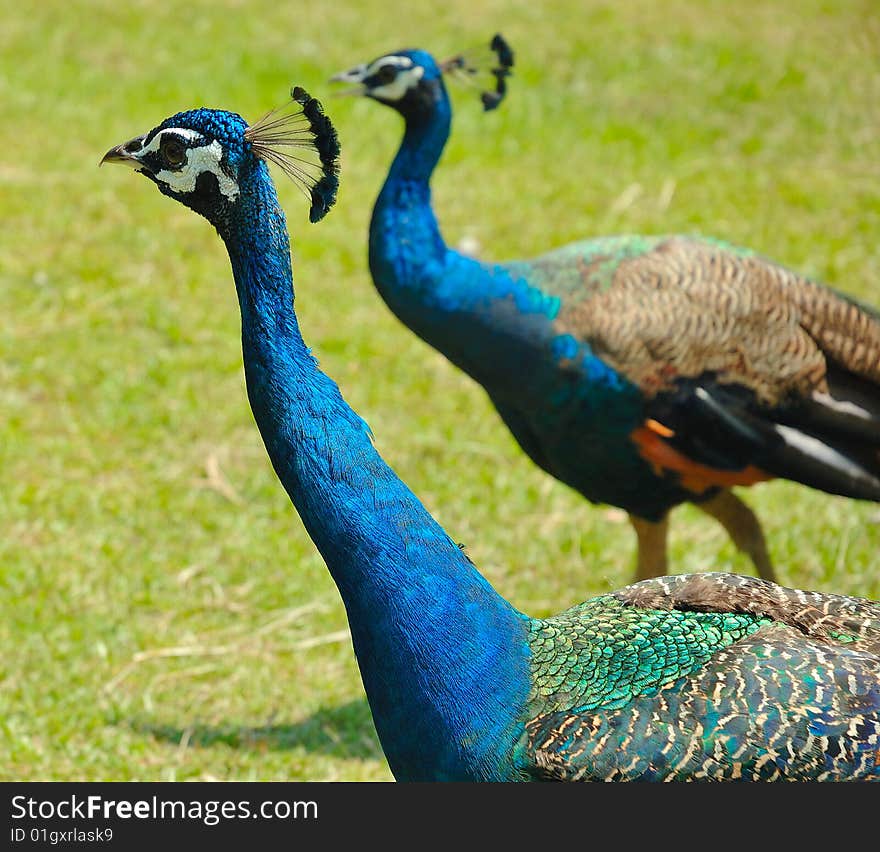 Two Peacocks